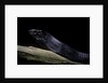 Thrasops jacksonii (black tree snake) by Anonymous