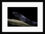 Thrasops jacksonii (black tree snake) by Anonymous