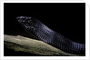 Thrasops jacksonii (black tree snake) by Anonymous