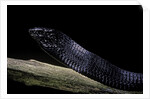 Thrasops jacksonii (black tree snake) by Anonymous