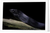 Thrasops jacksonii (black tree snake) by Anonymous