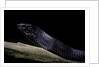 Thrasops jacksonii (black tree snake) by Anonymous