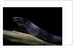Thrasops jacksonii (black tree snake) by Anonymous