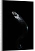 Thrasops jacksonii (black tree snake) by Anonymous