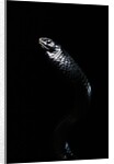 Thrasops jacksonii (black tree snake) by Anonymous