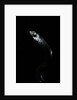 Thrasops jacksonii (black tree snake) by Anonymous