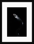Thrasops jacksonii (black tree snake) by Anonymous