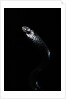 Thrasops jacksonii (black tree snake) by Anonymous
