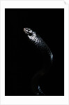 Thrasops jacksonii (black tree snake) by Anonymous