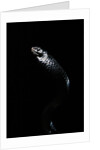 Thrasops jacksonii (black tree snake) by Anonymous