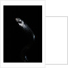 Thrasops jacksonii (black tree snake) by Anonymous