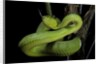 Trimeresurus albolabris (white-lipped tree viper) by Anonymous