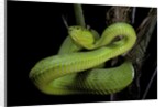 Trimeresurus albolabris (white-lipped tree viper) by Anonymous