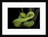 Trimeresurus albolabris (white-lipped tree viper) by Anonymous