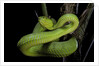 Trimeresurus albolabris (white-lipped tree viper) by Anonymous