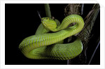 Trimeresurus albolabris (white-lipped tree viper) by Anonymous