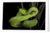 Trimeresurus albolabris (white-lipped tree viper) by Anonymous