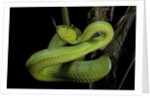 Trimeresurus albolabris (white-lipped tree viper) by Anonymous