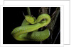Trimeresurus albolabris (white-lipped tree viper) by Anonymous