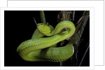Trimeresurus albolabris (white-lipped tree viper) by Anonymous