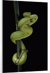 Trimeresurus albolabris (white-lipped tree viper) by Anonymous