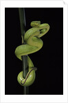 Trimeresurus albolabris (white-lipped tree viper) by Anonymous
