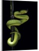 Trimeresurus albolabris (white-lipped tree viper) by Anonymous