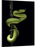 Trimeresurus albolabris (white-lipped tree viper) by Anonymous