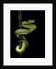 Trimeresurus albolabris (white-lipped tree viper) by Anonymous