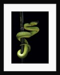 Trimeresurus albolabris (white-lipped tree viper) by Anonymous