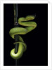 Trimeresurus albolabris (white-lipped tree viper) by Anonymous
