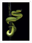 Trimeresurus albolabris (white-lipped tree viper) by Anonymous