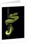 Trimeresurus albolabris (white-lipped tree viper) by Anonymous