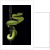 Trimeresurus albolabris (white-lipped tree viper) by Anonymous