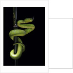 Trimeresurus albolabris (white-lipped tree viper) by Anonymous