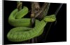 Trimeresurus albolabris (white-lipped tree viper) by Anonymous