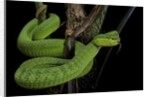 Trimeresurus albolabris (white-lipped tree viper) by Anonymous