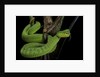 Trimeresurus albolabris (white-lipped tree viper) by Anonymous