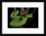 Trimeresurus albolabris (white-lipped tree viper) by Anonymous