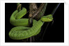 Trimeresurus albolabris (white-lipped tree viper) by Anonymous