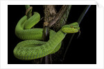 Trimeresurus albolabris (white-lipped tree viper) by Anonymous