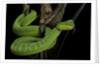 Trimeresurus albolabris (white-lipped tree viper) by Anonymous