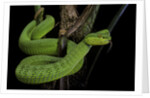 Trimeresurus albolabris (white-lipped tree viper) by Anonymous