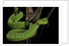 Trimeresurus albolabris (white-lipped tree viper) by Anonymous