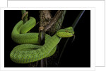 Trimeresurus albolabris (white-lipped tree viper) by Anonymous