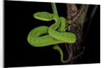 Trimeresurus albolabris (white-lipped tree viper) by Anonymous