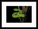 Trimeresurus albolabris (white-lipped tree viper) by Anonymous