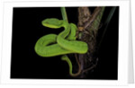 Trimeresurus albolabris (white-lipped tree viper) by Anonymous