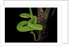 Trimeresurus albolabris (white-lipped tree viper) by Anonymous