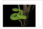Trimeresurus albolabris (white-lipped tree viper) by Anonymous